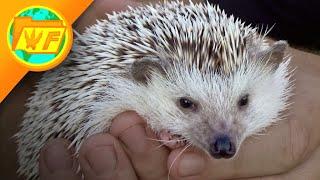 10 Weird Facts You Never Knew About HEDGEHOGS