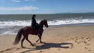 Different Types of Tennessee Walking Horses