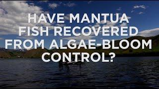 Has Mantua Reservoir Recovered from Algae-Bloom Control?