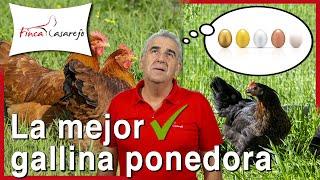 ¿Cuál es la mejor gallina ponedora? 