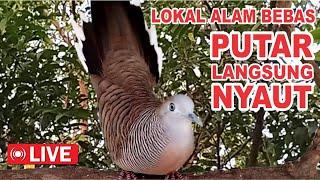 suara burung Perkutut Lokal Gacor dari alam liar paling manjur buat masteran