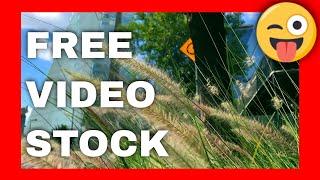 Free Video Stock 4k CDMX