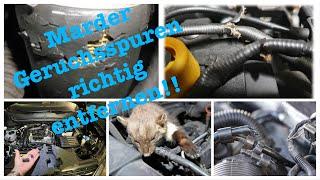 Correctly remove marten odor traces in the car engine compartment and initiate countermeasures