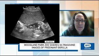 Zoo shares ultrasound images of pregnant gorilla