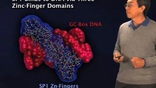 Discovery of transcription factors - Robert Tjian (Berkeley/HHMI)