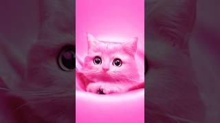 Cute Barbie Cat #shorts #cutecat #cats #ai  #animals #cute #funny #funnyvideo #barbie #barbiecat