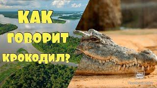 КАК ГОВОРИТ КРОКОДИЛ / ЗВУКИ КРОКОДИЛА   #крокодил #звуки_крокодила #как_говорит_крокодил