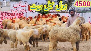 New update Fresh video jumma market good 30 Mundra Qurbani 2025 season Malik Imran Goat Farm