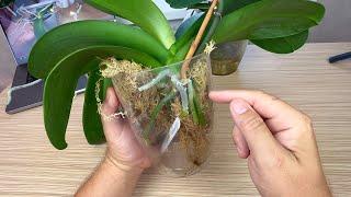 РАСЧЛЕНЕННЫЕ орхидеи ПОГИБЛИ? // отдам орхидею Легато в заботливые руки