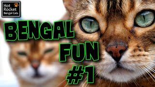 Bengal cat fun #1 – talking, playing, birds, flies, THUNDER!