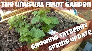 Growing Tayberry First Spring Update (Tayberry = Blackberry x Raspberry Hybrid)