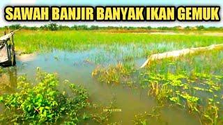 MANCING DI SPOT PADI TENGGELAM BANYAK IKAN GEMUK