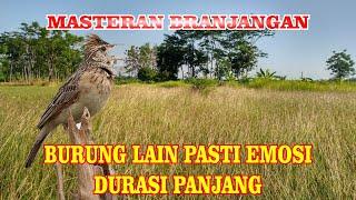 masteran burung branjangan gacor jernih durasi panjang 1 jam