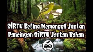 Suara burung sirtu cipoh betina memanggil jantan | Pancingan sirtu cipow jantan bahan agar gacor