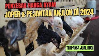 Harga Ayam Joper dan Pejantan Turun Drastis di 2024, Yakin Masih Untung?