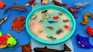 Frozen Sea Animals for Kids with Fun Facts and Learning Different Sizes