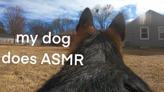 ASMR: Dog does ASMR with GoPro - Outdoors