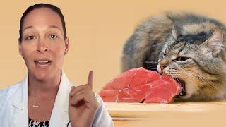 Is Raw Cat Food Safe For Cats? (A Vet's Perspective)