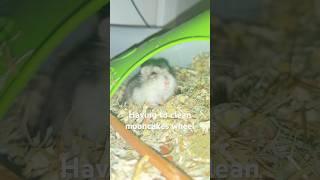 Dirty mooncake #hamster #short #shorts #hamsters #cleaning #hamsterwheel #messy