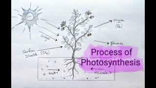 Photosynthesis Process of plants Diagram| Process of photosynthesis diagram