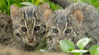 Fishing Cats : Masters of the Water | Big Cats | BBC Earth