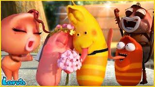 LARVA | WEDDING | CARTOON MOVIE FOR LIFE |THE BEST OF CARTOON | HILARIOUS CARTOON COMPILATION