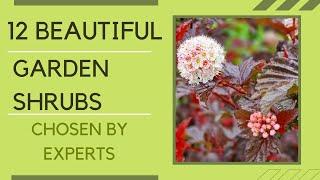 12 brilliant shrubs for your garden chosen by experts