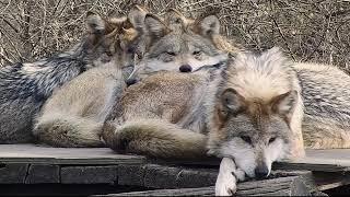 Wolf Family Sleep Pile 