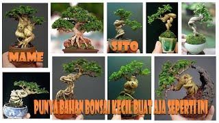 100 Ispirasi Bonsai Sancang Mame Sito The Max