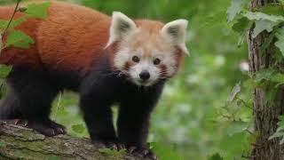 Red Panda