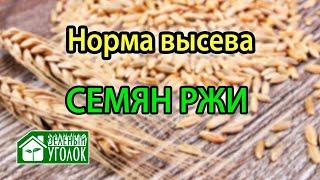 Рожь: норма высева