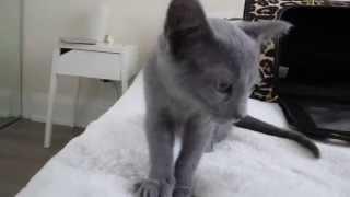 First Day with Russian Blue Kitten "Nova"