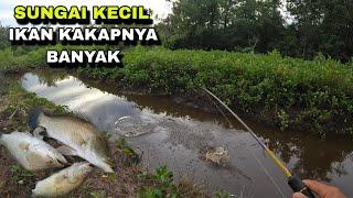 MANCING IKAN KAKAP PUTIH DI SUNGAI KECIL IKANNYA PADA RAKUS