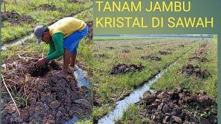 TANAM JAMBU KRISTAL DI LAHAN PERSAWAHAN