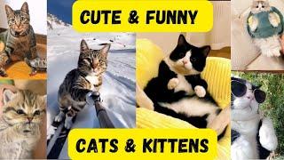 CUTE & FUNNY CATs & KITTENs 2024