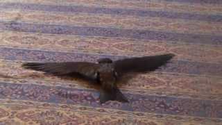 Common swift take off exercise