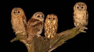 A Tragic Tawny Owl Tale With A Happy Ending | Discover Wildlife | Robert E Fuller