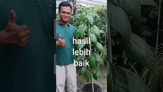 TABULAMPOT RUMAHKU - tanaman buah dalam pot