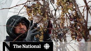 Can the U.S. overtake Canada's dominance in the ice wine industry?