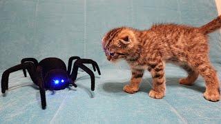 Cat vs Spider - My kitten goes through a 3 levels game