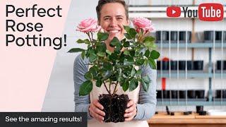 How to Port and Care for Rose Plants | Complete Guide for Healthy Growth and Blooms