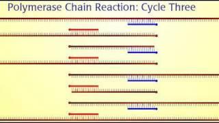 Polymerase Chain Reaction (PCR)