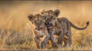 Cute Lion Cubs Playtime. Cubs Full of energy playing and toying with the rest of the pride