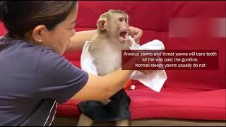 Spotting potential signs of monkey abuse