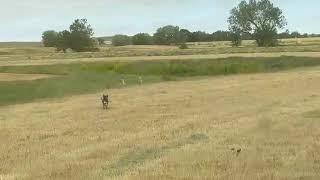 Blue heeler dog vs two coyotes