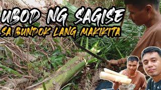 HALAMAN BUNDOK NA MAAARING MAGULAY | UBOD NG SAGISE | HOW TO SURVIVE IN THE MOUNTAIN | PROVINCE LIFE