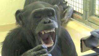 Yawning chimps, they're just like us