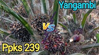 SAWIT Ppks 239 VS Ppks YANGAMBI !! Performa Buahnya Emang Jozz