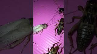 White Cricket  fighting #cricket #insect #cricketshorts #nature #cricketvideo