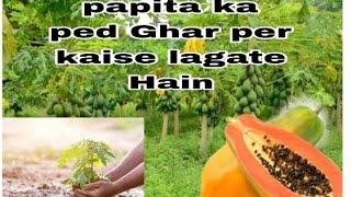 black papita पपीता की वैज्ञानिक खेती कर लाखो कमा रहे है किसान how to grow papaya at#youtubeshor